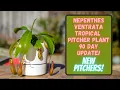 Lowes Nepenthes Ventrata Tropical Pitcher Plant 90 Day Update Death Cube Rescue More New Pitchers