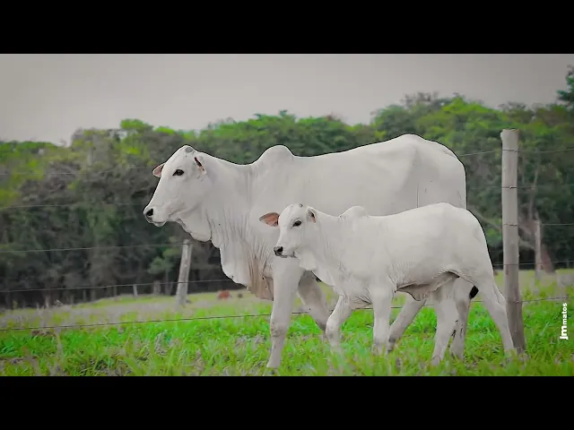 Novilha Nelore AFOM - 5152