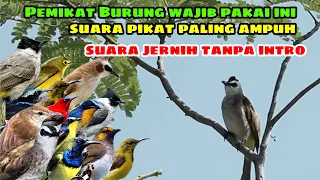 suara pikat burung kecil paling ampuh, TRUCUKAN RIBUT Untuk Pikat Semua Jenis Burung Liar