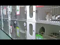 Animals at Wake County animal shelter face euthanization