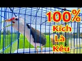 Download Lagu Quốc Mồi Kêu [ GÀO - QUỐC QUỐC QUỐC ]  | Tiếng Quốc Mồi Kêu 2022