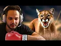 I could KNOCKOUT a Mountain Lion Probably Not