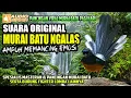 SUARA ORIGINAL MURAI BATU NGALAS || MURAI BATU SUARA HUTAN || shama bird original sound