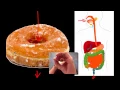 The Digestive System