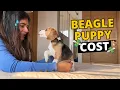 How Much Does a Beagle Puppy Cost