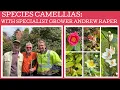 Lagu Species camellias with specialist grower Andrew Raper.