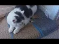 BOOTS AND BARKLEY SCRATCH MAT FOR CATS REVIEW