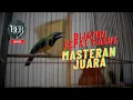 Lagu MASTERAN CUCAK CUNGKOK - MASTERAN JUARA || DIJAMIN CEPAT MASUK ❗️❗️