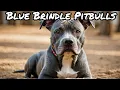 The 5 Essential Things You Need to Know About Blue Brindle Pitbulls