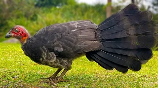 Brush Turkey Pecking Order Male Vs Female & Little Cutie 🥰🦃💯