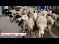 Download Lagu DJ REMIX ANAK KAMBING SAYA - FULL DJ