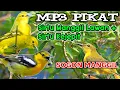 Download Lagu Pikat Sirtu/Cipoh Ampuh Manggil Lawan + Suara sirtu Terancam Kombinasi Sogon Betina Manggil