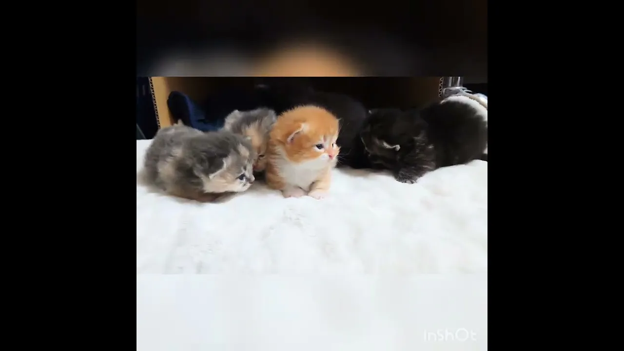 動画
