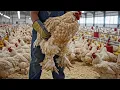 Lagu Inside a modern Brahma chicken factory: High-tech farming for giant birds