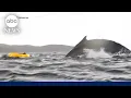 Whale momentarily swallows kayaker in Chile