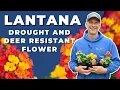 Lantana Care Tips Deer-Resistant Drought-Tolerant Flower for Your Garden