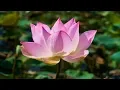 Download Lagu Beautiful Instrumental Hymns with Asian Instruments