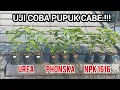 Lagu uji coba pupuk cabe‼️kira-kira unggul mana.#cabe #pupuk #npk #garden