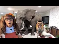 Carnivore Herbivore and Omnivore Safari Animals for Kids Soso s Animal Toys Come to Life