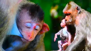 Cute little mouth of a baby monkey hugging its mother and sucking on fresh milk