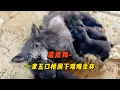 Download Lagu 流浪狗媽媽雨中求助！ 靠吃垃圾求生瘦弱的身體竟哺育了四只狗寶寶