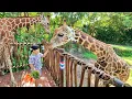 Download Lagu Kasih Makan Jerapah dan Pertunjukan Burung di Bali Safari - Mengenal Binatang untuk Anak