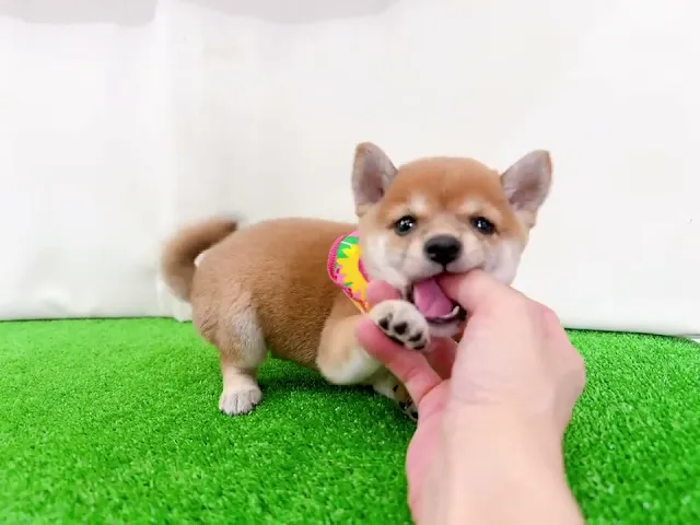 動画
