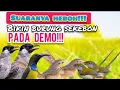 Download Lagu Suara Pikat Kutilang Ribut Kombinasi  Ciblek gunung Ribut Dan Burung Kecil