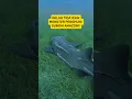 Download Lagu Tahukah kamu⁉️inilah tiga jenis ikan monster penghuni sungai amazon!! #animals #facts #fish #fyp
