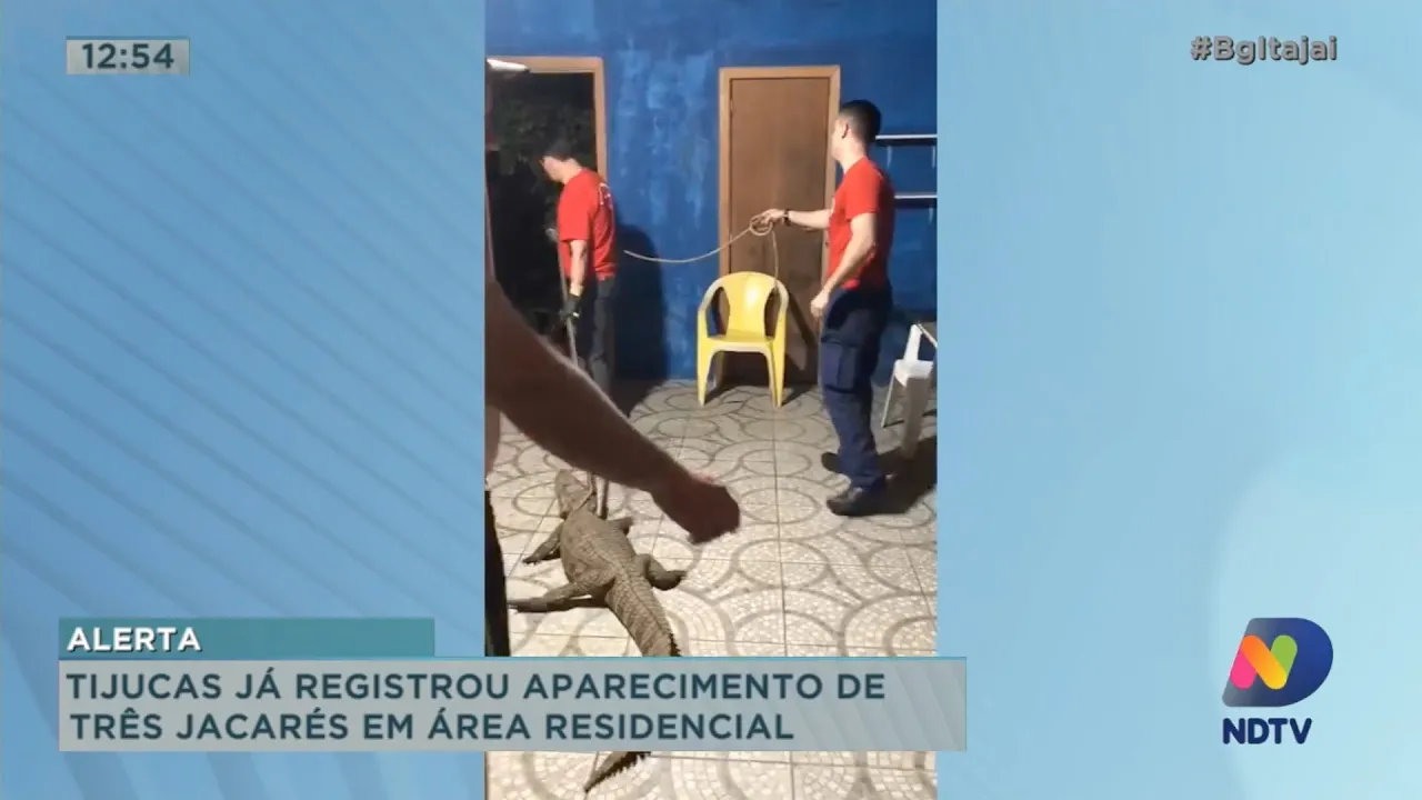 Tijucas já registrou aparecimento de três jacarés em área residencial