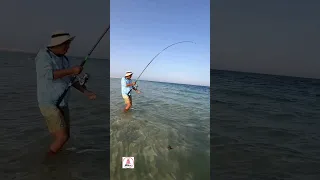 صید هامور ۱۵ کیلویی با لنسر 