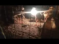 Download Lagu suara anak ayam asli untuk pikat garangan