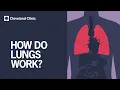 How Do Lungs Work