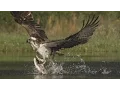 Lagu An osprey fishing in spectacular super slow motion | Highlands - Scotland's Wild Heart