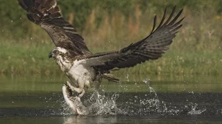 An osprey fishing in spectacular super slow motion Highlands - Scotland s Wild Heart