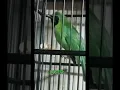 Download Lagu Pancingan Burung Cucak Hijau Isian Platuk Bawang Sambung Kuntilanak Seped Rapat