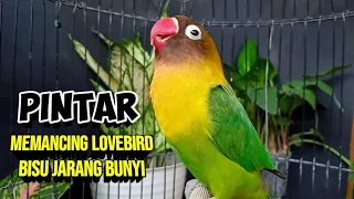 Download Suara Lovebird GACOR Ngekek Panjang PINTAR Memancing EMOSI Labet BISU Yang Jarang BUNYI MP3