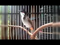 Download Lagu Burung Merbah Jambul Gacor Power Lebih Lantang