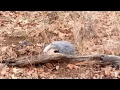 New Years Day 2016 Wise County, Tx Furbearer Trapping