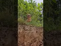 Download Lagu Minion takes a trip to blackberry island #narrowayhomestead #theoneandonlyminion #comedy #farmdog