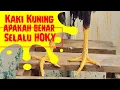 Download Lagu Ayam Kaki Kuning, Seperti Apa kelebihannya dan Apakah Benar Selalu Berpotensi Juara?