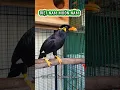 Download Lagu Chim nhồng, yểng biết nói tiếng người VIỆT NAM MUÔN NĂM. #birds #viralvideo #chimyeng #chimnhong