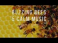 Download Lagu Buzzing Bees around a Hive with Calm Instrumental Music and Natural sound | 10 Hour