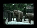 Lagu ZOO  ARTIS   AMSTERDAM  HOLLAND    1975  ELEPHANT MORIGAN IN LOVE