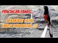 Download Lagu Masteran full tembakan keras dan rapat bikin burung emosi dan brutal