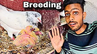 2026 Ki Breeding progress 😲 itne saare Bacche #pigeon #viralvideo #skpigeonloft 