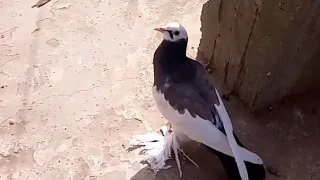 علاج الهزه واسبابها فى الحمام بمرض وبدون مرض وازى افرق بينهم 