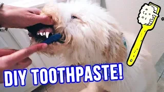 Homemade DOG Toothpaste ONLY 2 Ingredients Natural Safe YUMMY