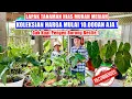 Download Lagu Lapak Tanaman Hias Murah Meriah Harga Mulai 10.000an Aja ! |  Nasen Sahabat Flora Nursery | EP 419