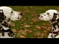 Download Lagu How Pongo Meet Perdita in the Movie of 101 Dalmatians